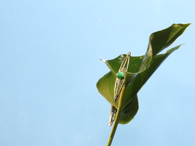 Art Nouveau bar brooch with diamonds and jade Jugendstil