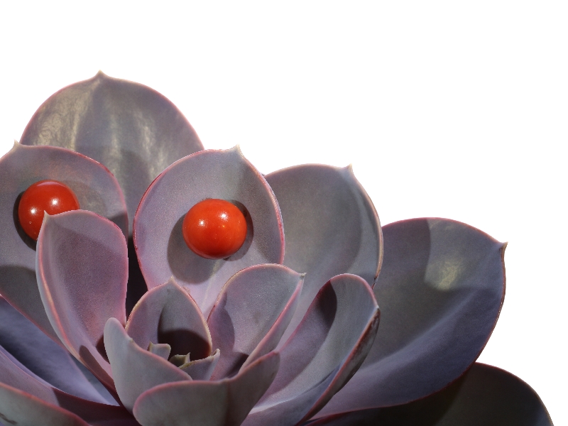 Click the picture to get to see this Antique gold red coral stud earrings.